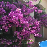 Les Bougainvillees De Camargue