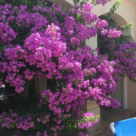 Les Bougainvillees De Camargue