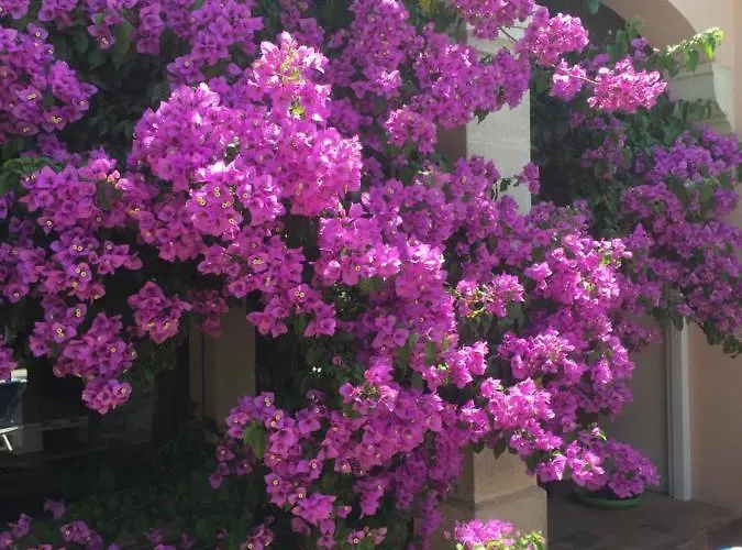 Les Bougainvillées De Camargue